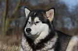 ALASKAN MALAMUTE 771
